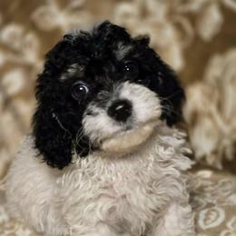 Bentley - Black and white male Cockapoo puppy in West Point, Mississippi from Golden Paws