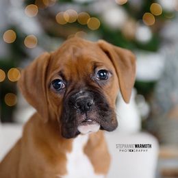 Boxer Puppies from Stephanie Warmoth