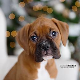 Boxer Puppies from Stephanie Warmoth