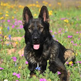 Kraken - German Shepherd