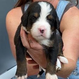 Blue Collar Male - Black rust and white male Bernese Mountain Dog puppy in Bristol, Tennessee from Holston Hollow Farm