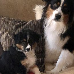 Aussiedoodle and Australian Shepherd Puppies from Double M Aussies