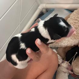Joan - Black and white female Bernedoodle puppy in Sparrows Point, Maryland from Rosie’s Puppies
