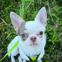 Flash - Chihuahua