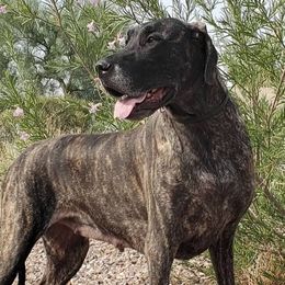 Monica - Great Dane