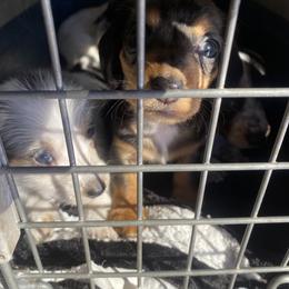 Dachshund Puppies from LPS weenies