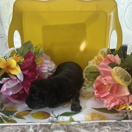 Boy 2 - Black and tan Dachshund puppy in Missoula, Montana from Rocky Mountain Dachshunds