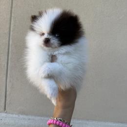 Patch - Chocolate parti male Pomeranian puppy in Corpus Christi, Texas from Crown Rose Pomeranians