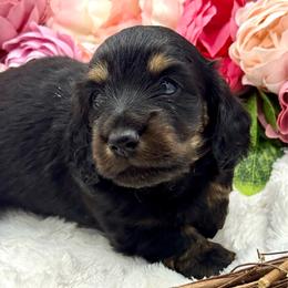 Farron - Black and cream male Dachshund puppy in Exeter, California from Sawtooth Miniature Dachshunds