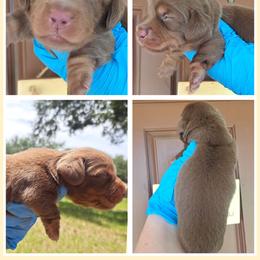 3,000... Benny - Chocolate and tan male Dachshund puppy in Winter Haven, Florida from Gateway 2 Little Paws