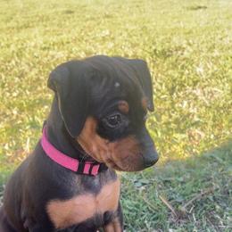 Amaya - Black and rust female Miniature Pinscher puppy in Grove, Oklahoma from K&J's Min Pins Of Grand Lake