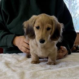 Critter Ridge Knotty Pine - Cream male Dachshund puppy in Coulterville, California from Critter Ridge mini long hair Dachshunds