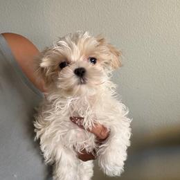 Lady Phoebe - Parti female Maltipoo puppy in Southern,, California from Maltipoo Tiny Pups & More