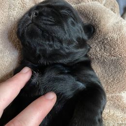 French Bulldog Puppies from Just Us Frenchies