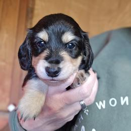 Joker - Black and cream male Dachshund puppy in Eldon, Missouri from Pure Joy Dachshunds