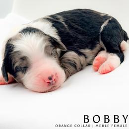 Bobby - female Australian Mountain Doodle puppy in Tipton, Indiana from Country Creek Doodles