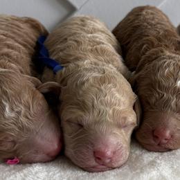 Dublin - Apricot male Goldendoodle puppy in Stratford, New Jersey from Meadow Lark Doodles