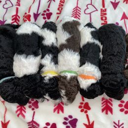 Poodle Puppies from Mars  Glitz Poodles