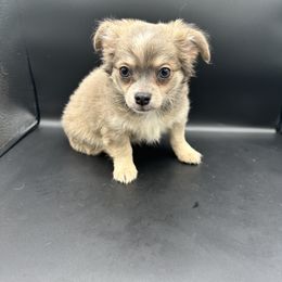 Dragon - Chocolate blue male Chihuahua puppy in Palmyra, Indiana from Country Star Chihuahuas
