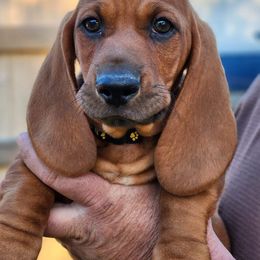 Basset Hound Puppies from Hoosier Basset Hounds