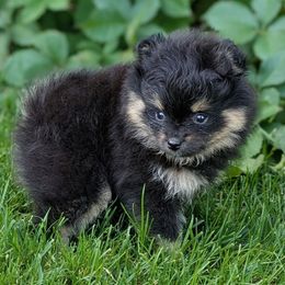 Ozzy - Pomeranian