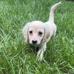 Cream piebald longhair - Cream male Dachshund puppy in Helenville, Wisconsin from Remarkable Doxies