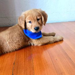 Goldendoodle, Golden Retriever, and Poodle Puppies from Oregon's Oodles of poodles & doodles