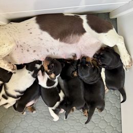 Dachshund Puppies from Sweet As Pie Doxies