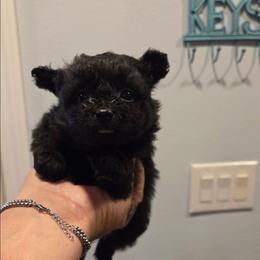 Max - Black & tan tri-color male Maltipoo puppy in Sedro Woolley, Washington from Absher Ranch