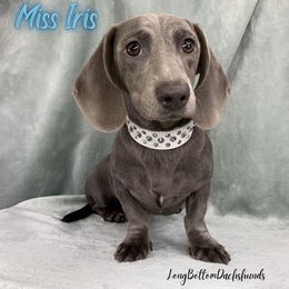 Miss Iris - Dachshund
