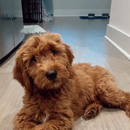Aussiedoodle and Goldendoodle All Grown Up from Hunting Creek Kennels