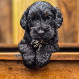 Scribe - Phantom male Goldendoodle puppy in Centreville, Mississippi from Trin's Designer Doodles
