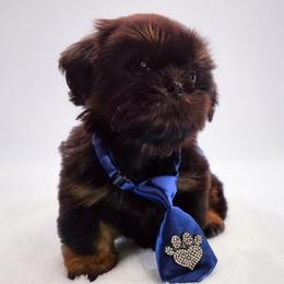 Bryan - Sable male Shih Tzu puppy in Richmond, Texas from Aleka Shih Tzu