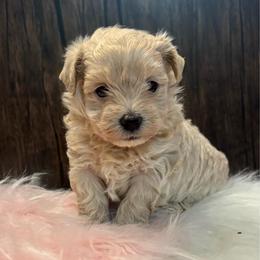 Latte - Cafe au lait female Maltipoo puppy in Grottoes, Virginia from Wendy’s Maltese & Cavamalts of Virginia