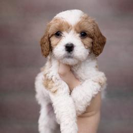 Louie - Blenheim male Cavapoo puppy in Roseville, California from Lipscomb Doodles
