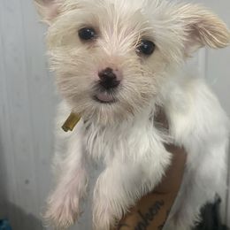 Boy 1 - Tan Yorkshire Terrier puppy in Catawba, North Carolina from Gamora’s Galactic Paw Pals
