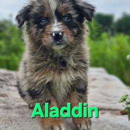 Aladdin - Blue merle male Australian Shepherd puppy in Trout Run, Pennsylvania from Rose Valley Aussies