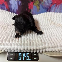 Tinkerbell 4 pound - Black & white female Maltipoo puppy in Lawrenceburg, Tennessee from LUV Poodles and Maltipoos