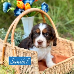 Sanibel - Liver white and tan female English Springer Spaniel puppy in Uvalda, Georgia from Willow Creek Farms