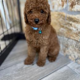 Poodle Puppies from Sakura Poodles