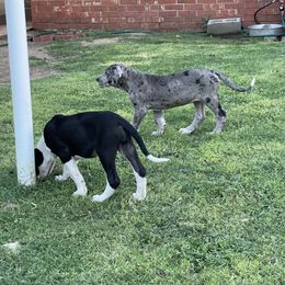 Great Dane Puppies from Laxton Danes