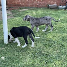 Great Dane Puppies from Laxton Danes