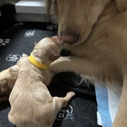 Golden Retriever Puppies from Golden Retrievers of South Carolina