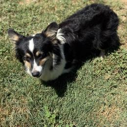 Stella - Pembroke Welsh Corgi