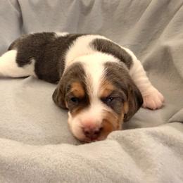 Orange collar- boy- Waffles - Blue tan and white male Beagle puppy in Las Vegas, Nevada from Hound Kings