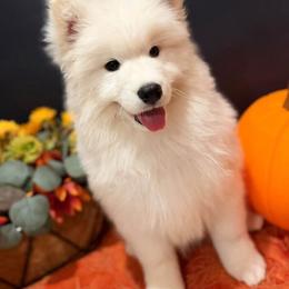 Black - White male Samoyed puppy in Paulden, Arizona from Carefree Samoyeds & Deserthills Labradors