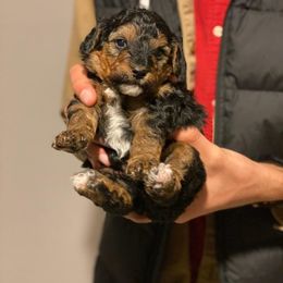 Bearded Retriever, Bernedoodle, and Poodle Puppies from Doodle Belle Puppy
