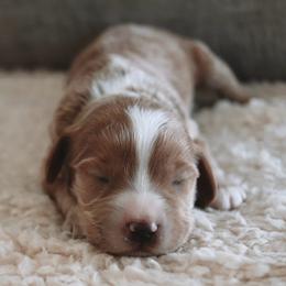 Kiwi - Apricot male Goldendoodle puppy in Austin, Texas from Cedarcrest Goldendoodles