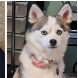 Ziva - Pomsky