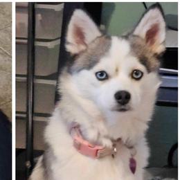 Ziva - Pomsky